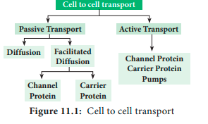 Cell to cell transport