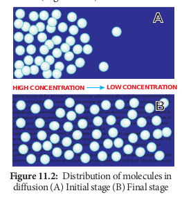  Distribution of molecules in diffusion (A) Initial stage (B) Final stage