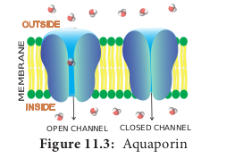  Aquaporin