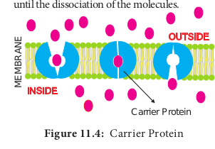  Carrier Protein