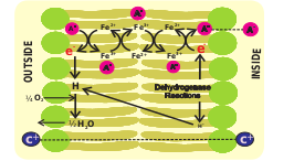  Cytochrome Pump theory