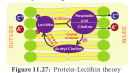  Protein-Lecithin theory  