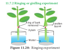  Ringing experiment 