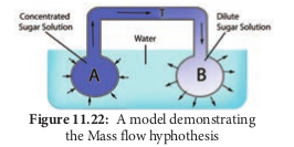  A model demonstrating the Mass flow hyphothesis