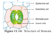 Structure of Stomata