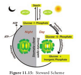  Steward Scheme 