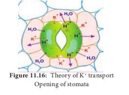  Theory of K+ transport Opening of stomata