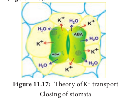  Theory of K+ transport Closing of stomata  