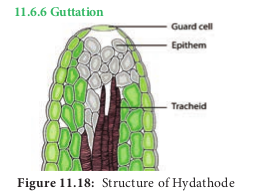  Structure of Hydathode 