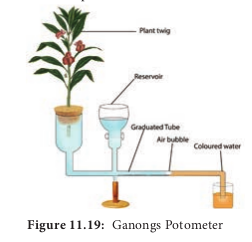  Ganongs Potometer  