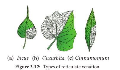  Types of reticulate venation