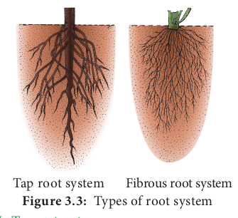  Types of root system