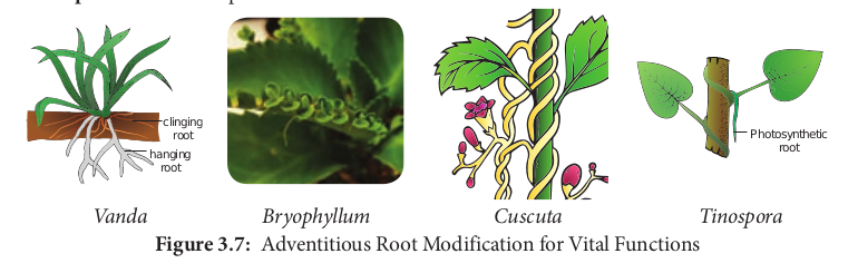  Adventitious Root M