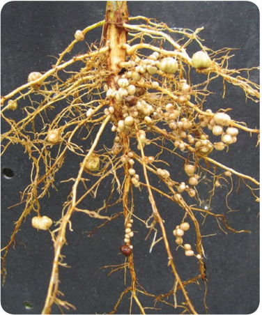 Root nodules in the leguminous plant root