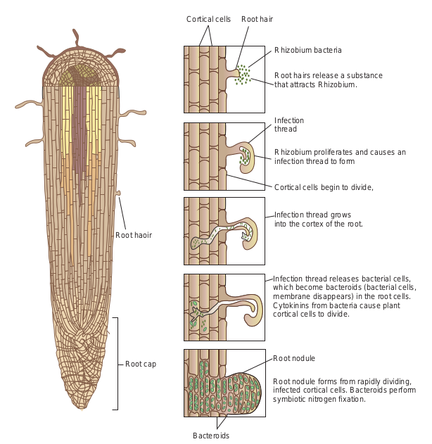 Showing stages of forma  