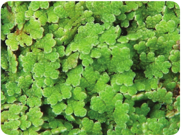 The fresh water fern <em>Azolla.</em>