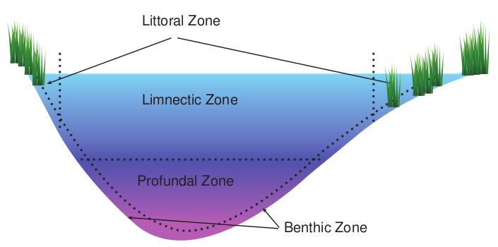 Light penetratio  