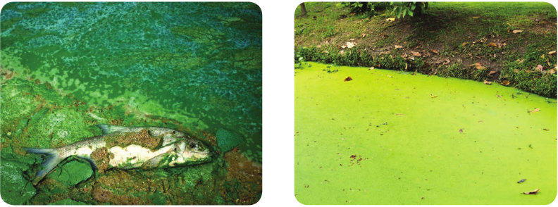 Algal blooms in