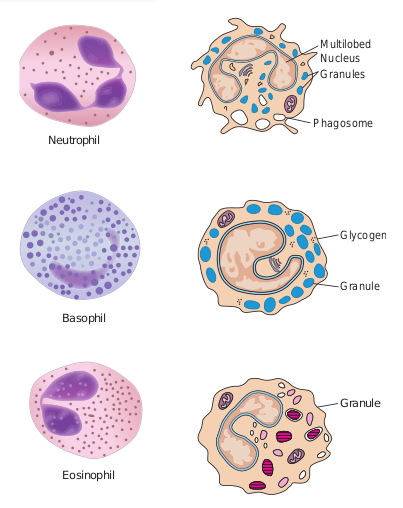 Structure of granulocytes