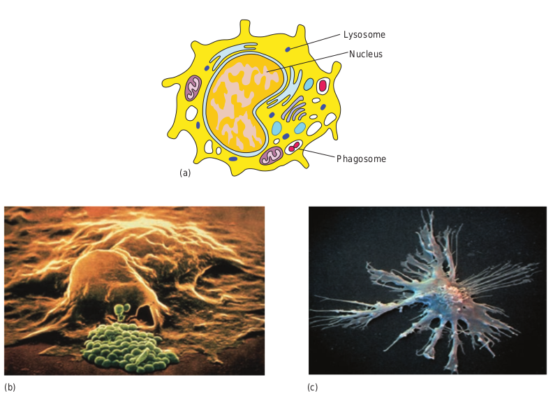 (a) Structure of Monocy (c) Dendr