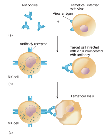 Antibody-Dependent Cell-Mediated Cytotoxicity