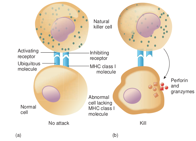 The system used by normal cells and abnormal cells that