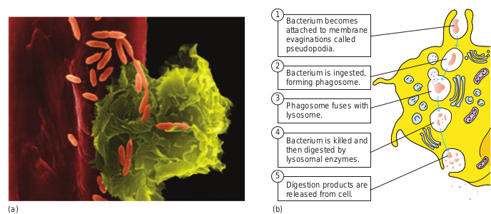 (a) Scanning electron microgr E. coli bacteria on the outer surface of a bloo in the phagocytosis of a bacterium.