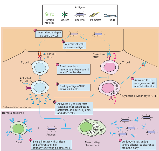 Overview of the humoral an system. In the humoral response, B cells in into antibody-secreting plasma cells. The and facilitates its clearance from the bod subpopulations of T cells recognize antigen to antigen by producing cytokines. TC cel cytotoxic T lymphocytes (CTLs), which me virus-infected cells).