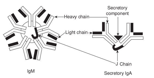 Structural models of IgM and se linked by J chain at the Fc fragment. Secreto plus secretory component and is shown in th for its absence of a convalent bond between linked by disulfide bonds.  