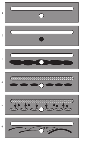 Immunoelectrophoresis