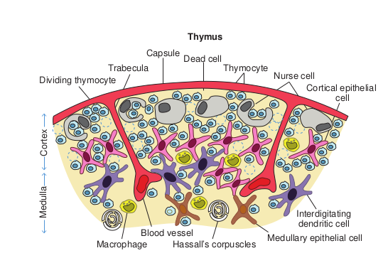 Diagrammatic Cross-