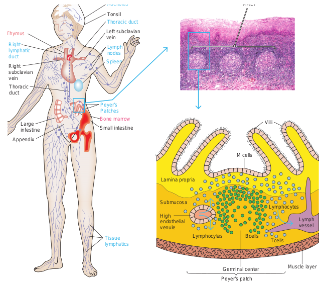 Malt Mucosa Ass