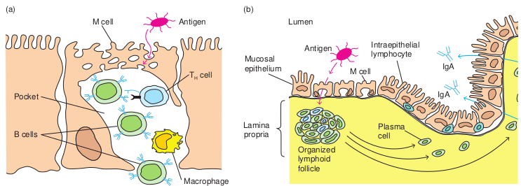 Structure of M  