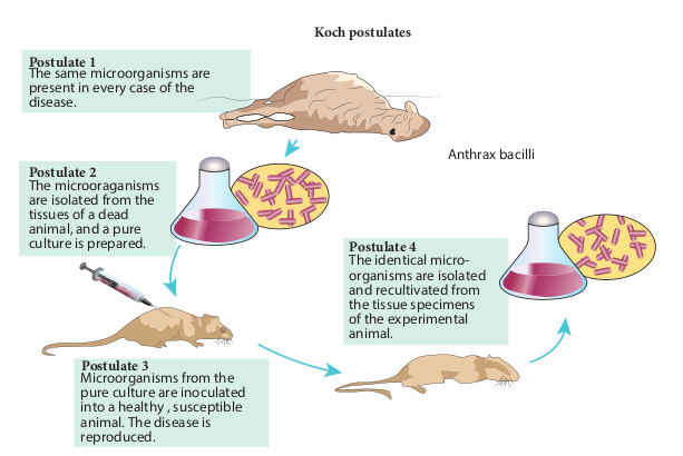 Koch’s postula  