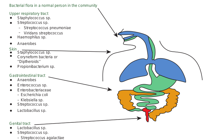 Microorganism (There are many organisms i  