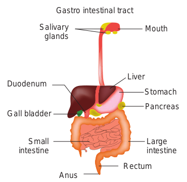 The structure of Gastro intestinal tract  