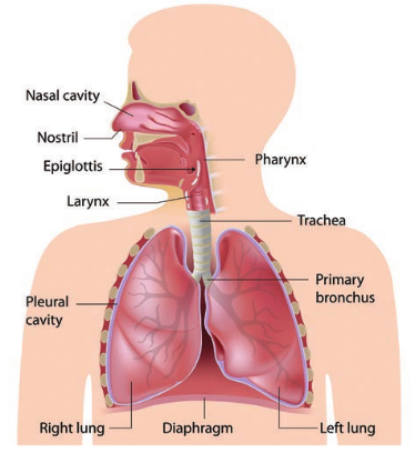 Structure of human respiratory tract