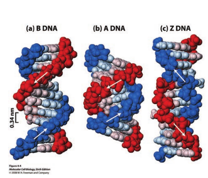 Forms of DNA