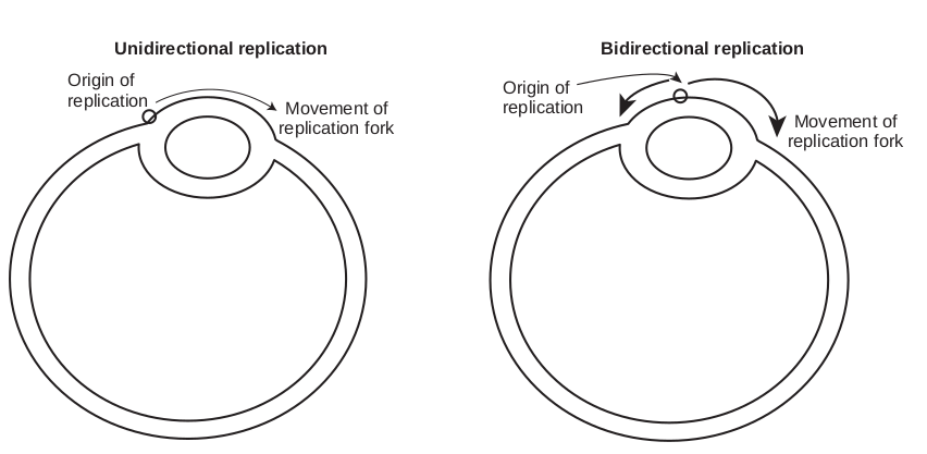 Unidirectional