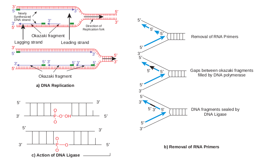 a) DNA replicatio c) Action of  