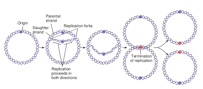 Termination of