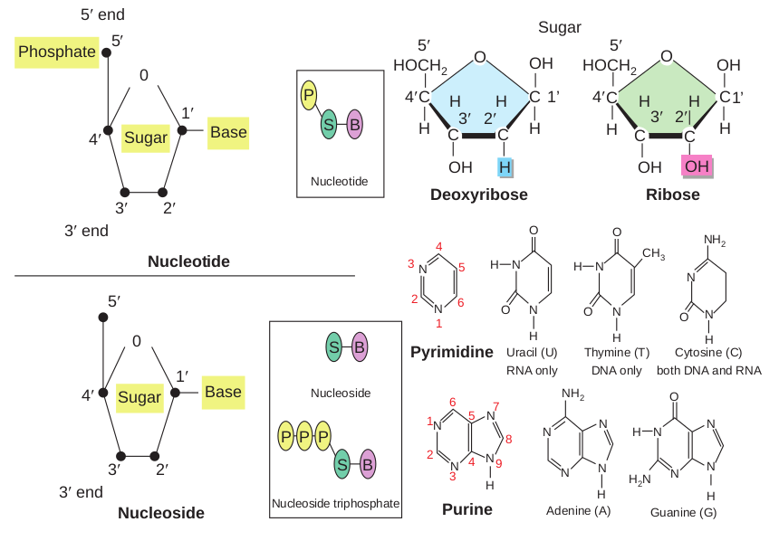 Structure of nucleotide, nucleosid