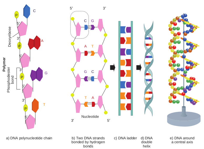 Structure of a single polynuc between two DNA strands,