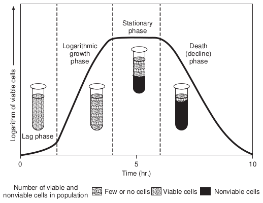 Bacterial growth curve showing  