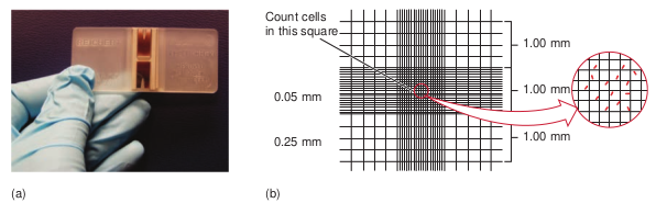 (a) Petroff-Hau (b) Microscopic observa  