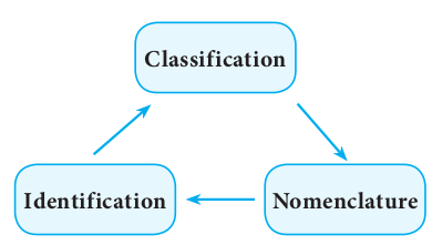 The three facets of taxonomy