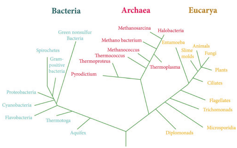 A phylogenetic tree based on rRN three domains: Bacteria, Archaea and Eukary  