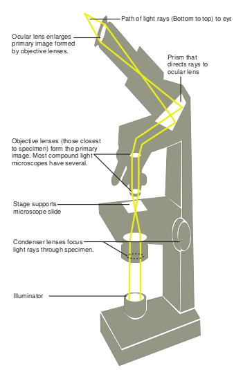 The path of light in light Microscopes