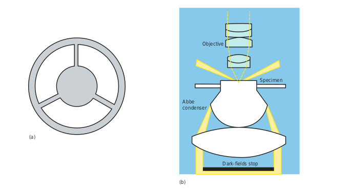 Dark Field Microscopy. The simpl microscope is to place. (a) a dark field stop