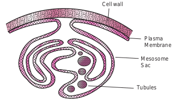 Bacterial Mesosome